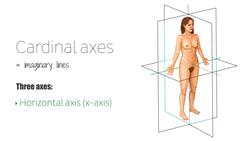 Cardinal body planes and axes Instructional Video