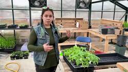 Get gardening with these top tips for planting tomatoes News Clip