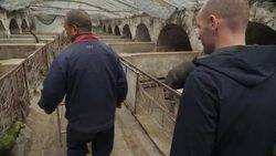 Pigs on a pig farm in China News Clip