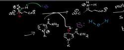 Glutamate Dehydrogenase Catabolism of Glutamate Instructional Video