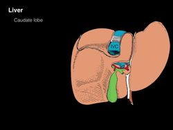 Accessory digestive organs Instructional Video