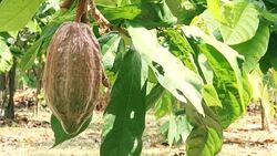 Cacao Tree (Theobroma cacao). Organic cocoa fruit pods in nature. Stock Footage