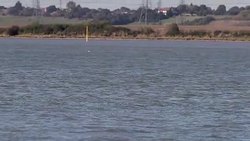 CLEAN : A beluga whale breaches the river Thames News Clip