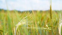 The field of rye growing in a farm field. Stock Footage