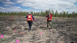 Tree planters start planting 232,000 aspen seedlings for Whitehorse fire break News Clip