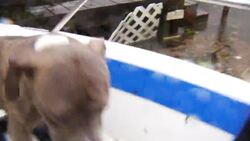 Dogs, cats rescued by boat in Jacksonville, NC News Clip