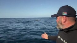 CLEAN : AFPTV BEST OF 2021 // Indian Ocean ballet: South Africa's breathtaking 'sardine run' News Clip