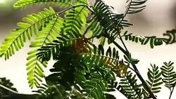 Leaf swaying though wind Stock Footage