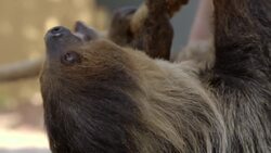 Five Crazy Things You Never Knew About Sloths Instructional Video