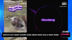 Watch Out Baby Shark! Moo Deng Now Has a New Song News Clip