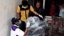 Hundreds of bats found at animal market culled Instructional Video