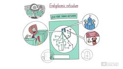 Biology Cells as the Basis of Life: Cell Structure - Animal Cells Part 2 Instructional Video