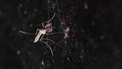 mosquito resting on the mirror wall Stock Footage