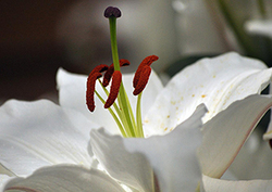 Partes de una flor Instructional Video