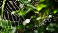 Spider (Hosselt's Spiny Spider) Building a web in forest, Thailand. Stock Footage