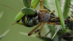 Mantis religiosa eating a wasp spider (Argiope bruennichi) Stock Footage