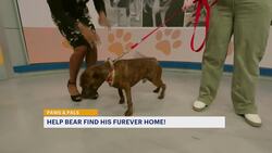 Paws and Pals: Bear will be your best friend News Clip