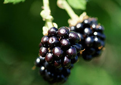 Angiosperm Instructional Video