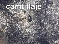 Adaptaciones: formas de adaptación para evitar depredadores Instructional Video