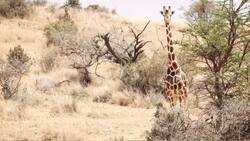 Cool Facts About the Giraffe, the World's Tallest Land Mammal Instructional Video
