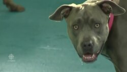 Quebec to ban dangerous dogs News Clip