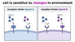 Signal Transduction in Immune Cells: Receptor-Ligand Interactions Instructional Video