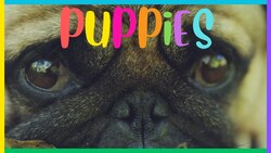 15 Interesting Facts About Puppies Instructional Video