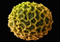 Pollen Instructional Video