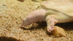 aquatic organisms Stock Footage