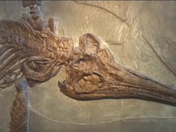 Life Through Time: Introduction Instructional Video