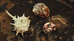 Seashell beach Sunlights hd footage Stock Footage