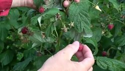 Gardener hands picking fresh raspberries Stock Footage