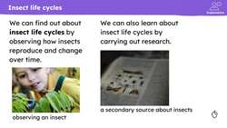 Insect life cycles Instructional Video