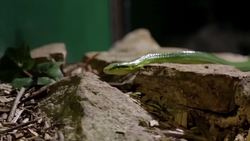 Australian Animals! Learn Australian Animals for Kids Instructional Video