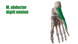 Kleinzehenloge der Fußsohle Instructional Video