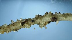 Roots of a plant Stock Footage