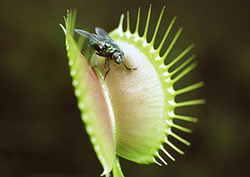 Adaptación Instructional Video