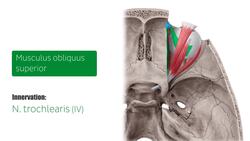 Augenmuskeln Instructional Video