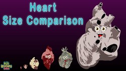 Human Body Size Comparison Heart Size Comparison Instructional Video