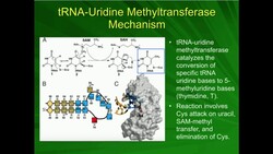 tRNA "Funny Bases": More than 4 RNA bases? Instructional Video