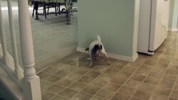 How to Recognize Symptoms of Serious Illness in Dogs Instructional Video