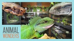 Full Reptile Room Tour! | All Our Herps Instructional Video