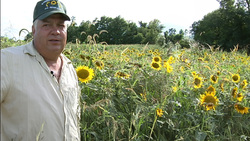 Strategies for Successful Biodiesel Crop Cultivation Instructional Video