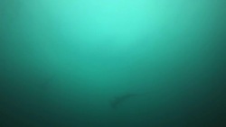 Under the sea Stock Footage