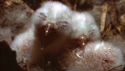 Owl Nesting and Rearing Instructional Video