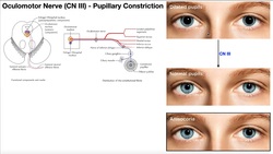 Cranial Nerve III - Oculomotor Nerve [Part 2] | Origin, Structure, Pathway & Function Instructional Video