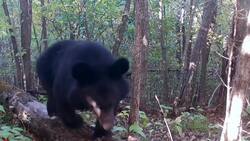 #TheMoment researchers were blown away to learn that tigers hunt bears News Clip