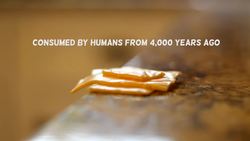 The History and Making of Cheese Instructional Video