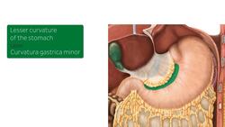 Stomach in situ Instructional Video