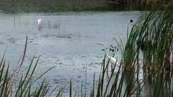 Florida Everglades Restoration Instructional Video